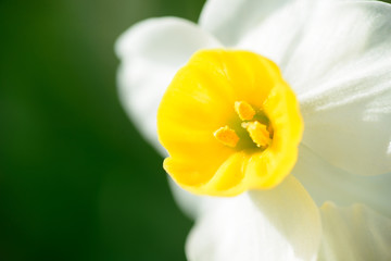 淡路島　灘黒岩水仙郷　水仙