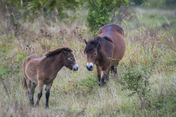 exmoor pony Milovice - Crech republic