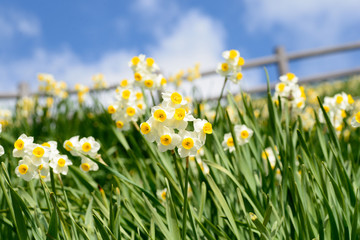 淡路島　灘黒岩水仙郷