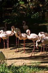 Nice pink big bird Greater Flamingo, Phoenicopterus ruber