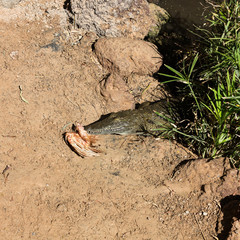 a dangerous Crocodile in Oasis Park on Fuerteventura , Canary Island