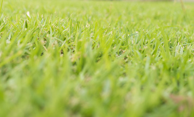 Green grass nature for background.