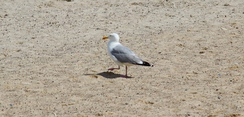 Strandspaziergang