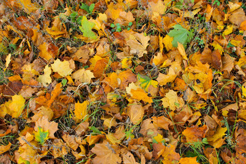 Background of fallen dry leaves