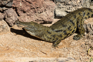 a dangerous Crocodile in Oasis Park on Fuerteventura , Canary Island