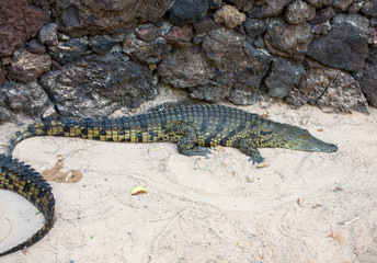 a dangerous Crocodile in Oasis Park on Fuerteventura , Canary Island