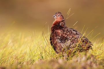 Red Grouse