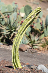 Pachycereus cactus on Fuerteventura, Canary Islands, Spain
