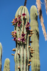 Pachycereus cactus on Fuerteventura, Canary Islands, Spain