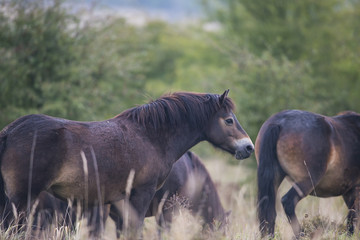 exmoor pony Milovice - Crech republic