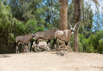 portrait of Gemsbok, Oryx gazella,dominant Gemsbok antelope