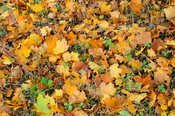 Background of fallen dry leaves