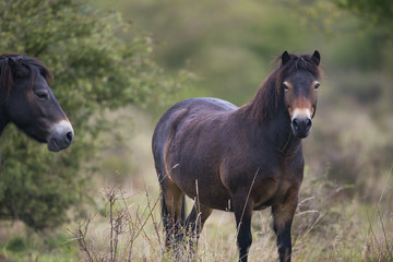 exmoor pony Milovice - Crech republic