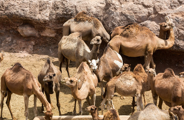 The herd of Camels on the farm