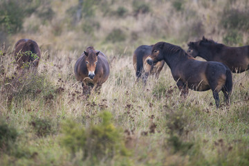 exmoor pony Milovice - Crech republic