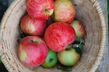 Basket with apples harvest in garden, top view