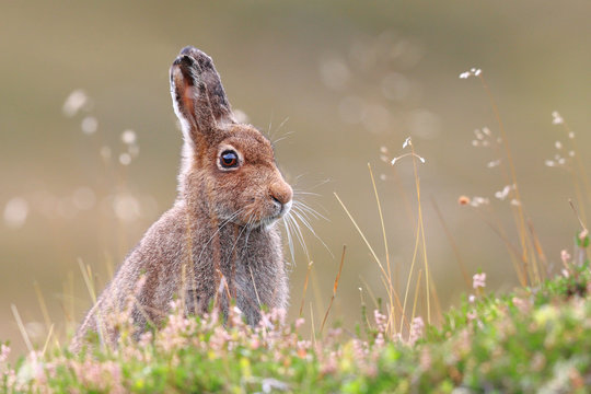 Mountain Hare