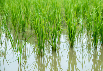 paddy rice field.