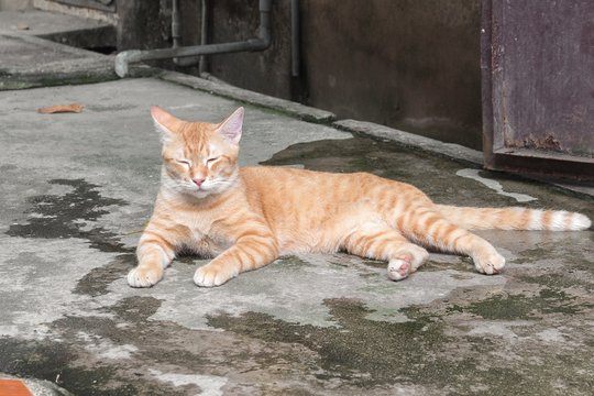 Orange cat  on the floor and resting. Cat Thailand beautiful.
