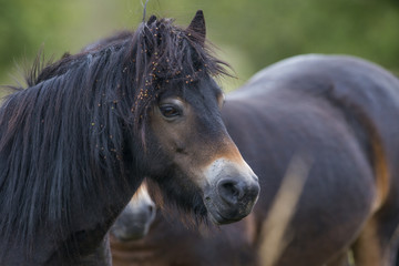 Obraz premium exmoor pony Milovice - Crech republic