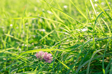 Green sunlit glade with single clover flower on it in the fresh dew 