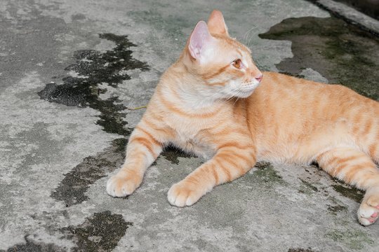 Orange cat  on the floor and resting. Cat Thailand beautiful 