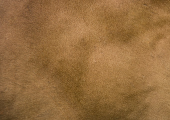 Texture of cow's skin.