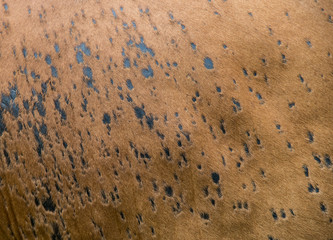 Texture of cow's skin.