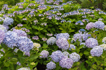 Blue Hydrangea Flower