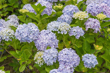Blue Hydrangea Flower