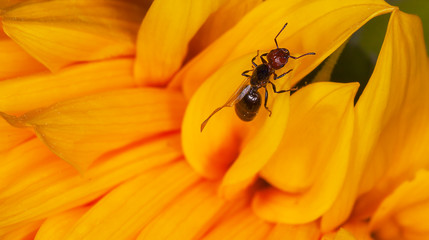 Ant on flower.