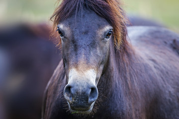 Naklejka premium exmoor pony Milovice - Crech republic