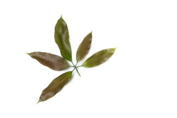 Obraz premium Mango leaf on white background, Mango leaf crest mild.