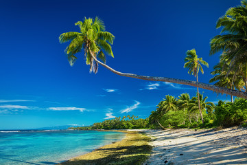Tropical beach on south side of Samoa Island with palm trees