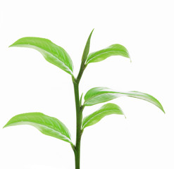 Green tea leaf  on white background