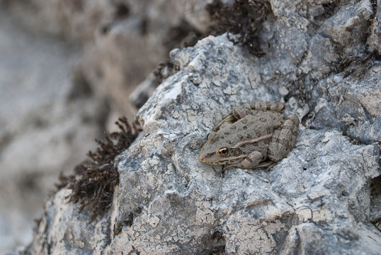 Toad on a stone. WildLife