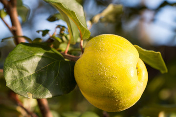 Large yellow fruit quince on the tree is ready to harvest