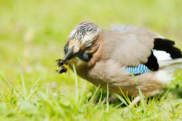 Jay sitting on meaow and catches  bumble bee