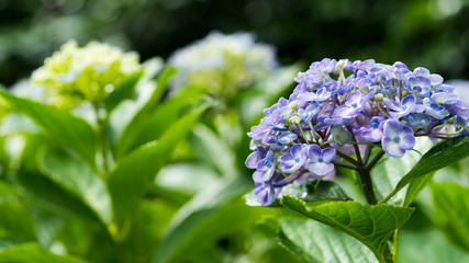 Hydrangea