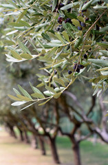 Olive tree branch with purple  berries on a background of olive groves in the silver sun light.Mediterranean garden