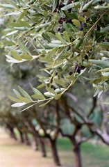 Door stickers Olive tree Olive tree branch with purple  berries on a background of olive groves in the silver sun light.Mediterranean garden