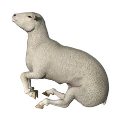 3D Rendering Sheep on White