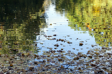 Autumn maple leaves on the water surface.