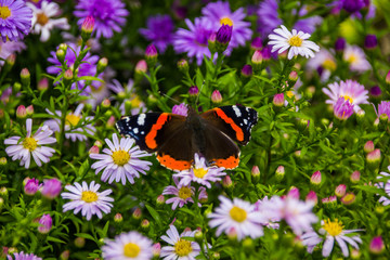 Butterfly on a blue flower