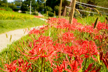 彼岸花