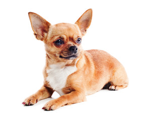 Red chihuahua dog isolated on white background.