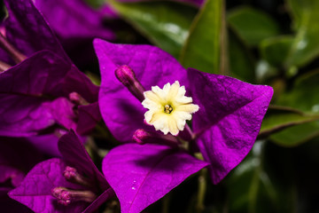 Macro photo of blooming colorful flowers