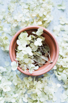 Dried flowers in terracotta plant pot
