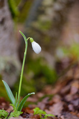 Obraz premium Snowdrop in brown leaves background in forest with waterdrops