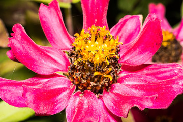 Macro photo of blooming colorful flowers